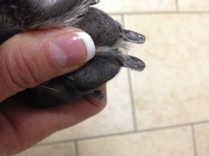 How to Clip Dog Nails