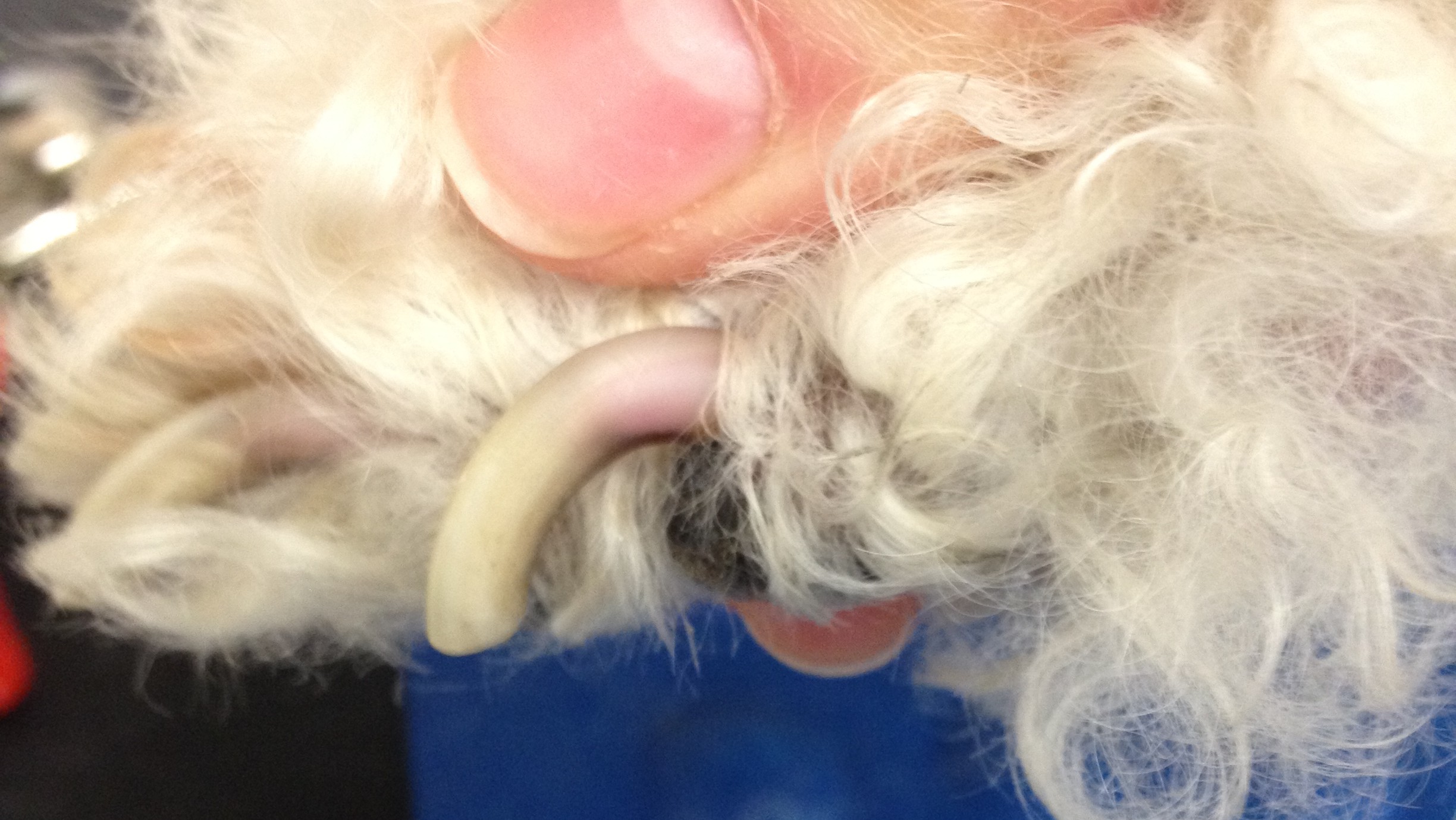 Helpful Hints for Clipping Pet Nails