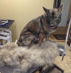 Removing Excess Dog Hair
