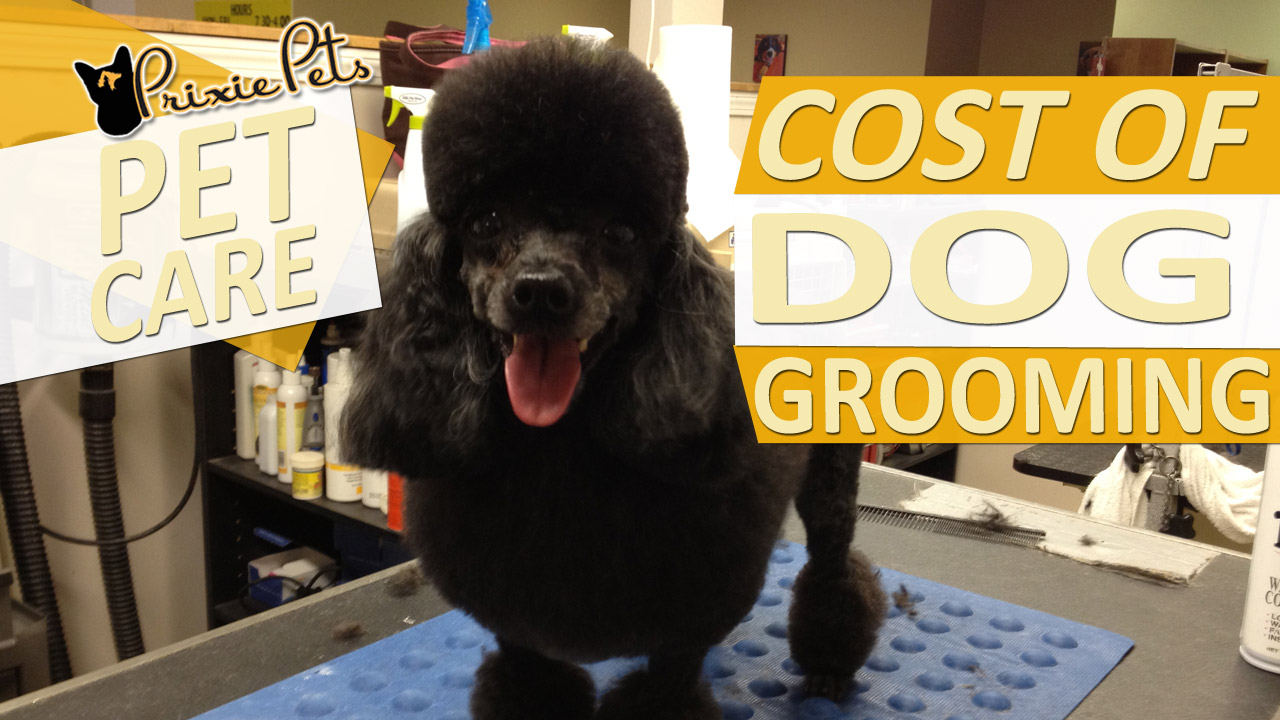 The Cost of Dog Grooming – Average Pricing and Services Estimates