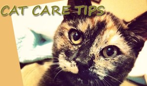 Cat Care Articles