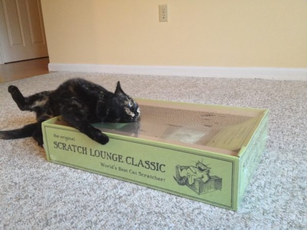 Cats Love Scratch Lounge