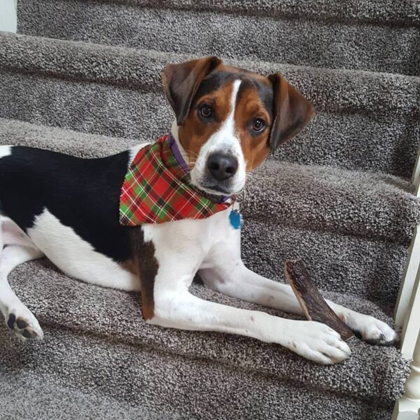 Deter your Dog from Chewing with Moose Antlers PrixiePets