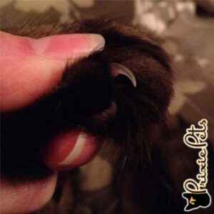 Cat Nail Close up