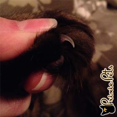 Clipping Cat Nails - How to Trim Your Cat's Claws