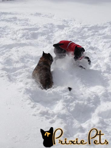 Dogs Playing in Winter