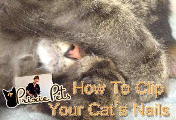How To Cut Cat Nails
