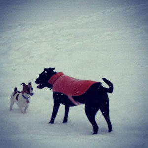 Outdoor Winter Dogs