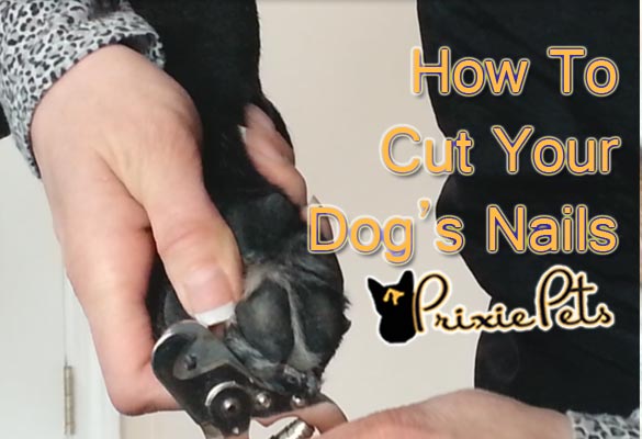 Dog Nail Cutting Guide