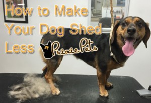 Make Short Haired Dog Shed Less