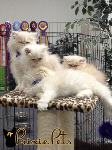 Unmatted Cats with Beautiful Fure - Cute