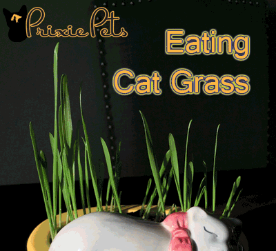 Eating Cat Grass