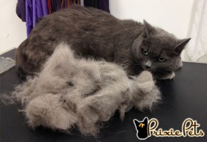 Remove Dead Fur from your cat