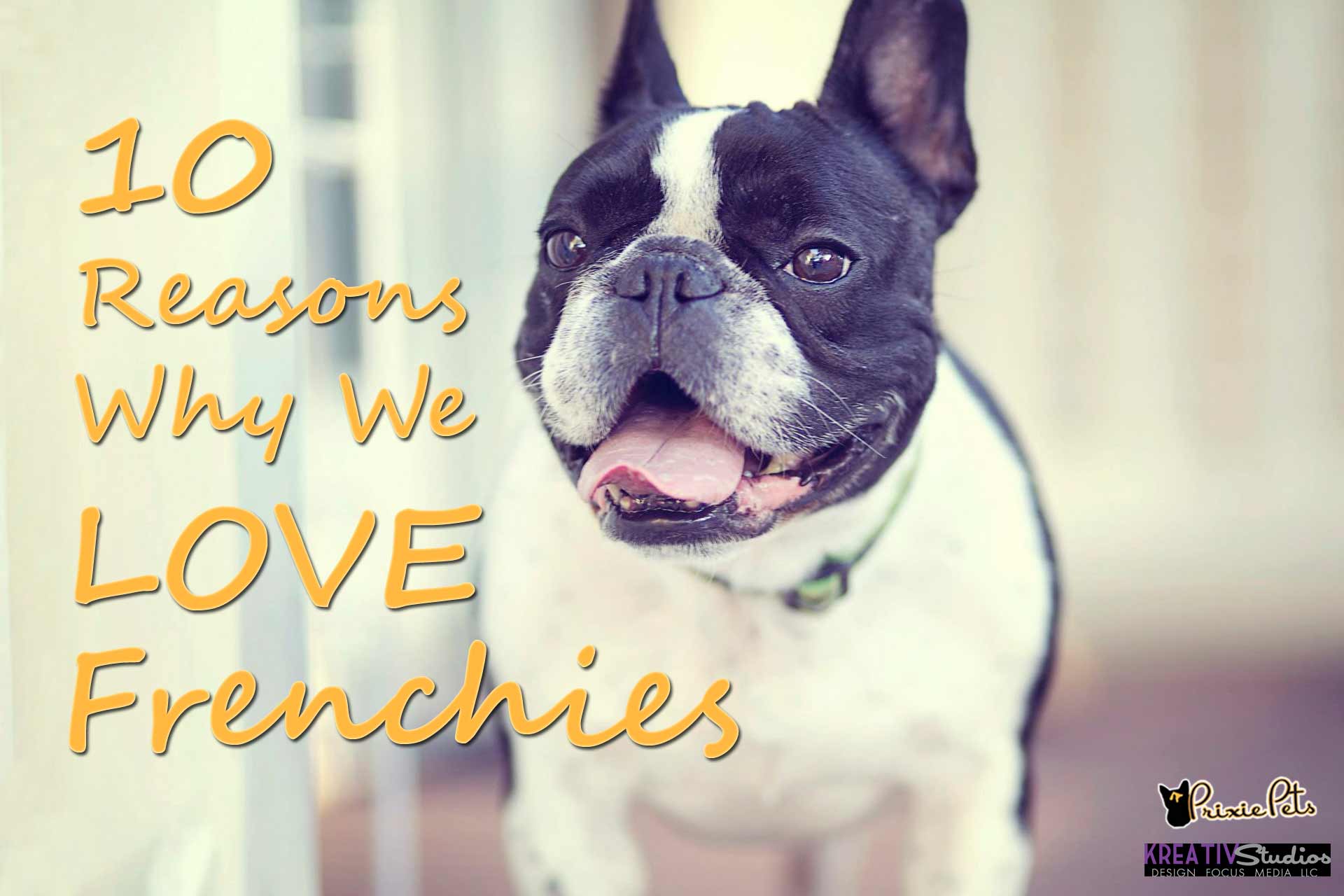 10 Reasons Why You love Your Frenchie
