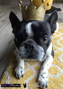 King Frenchie Personality