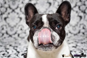 Frenchie Licking Nose