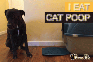 Stop Dogs Eating Cat Poop