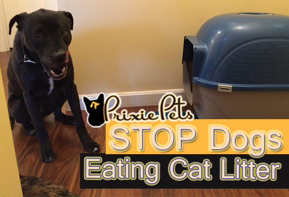 My Dog Eats Snacks From the Cat Litter Box and What I Did to Stop it.