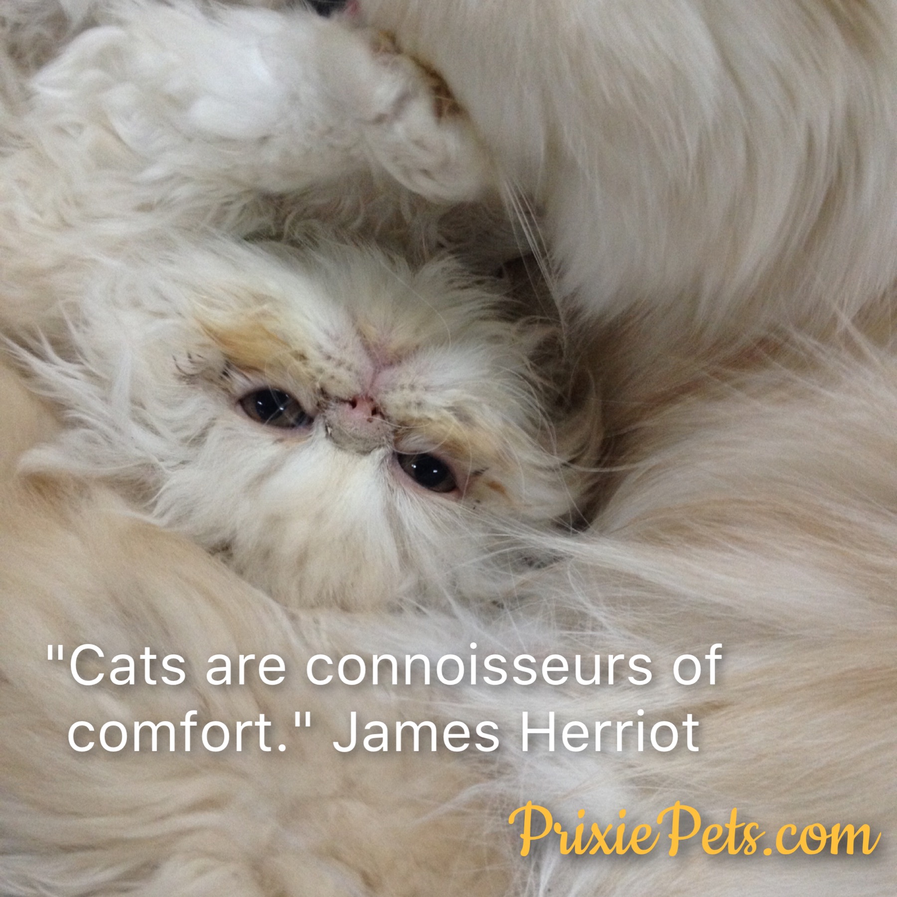 Cute Persian Cat Comfort