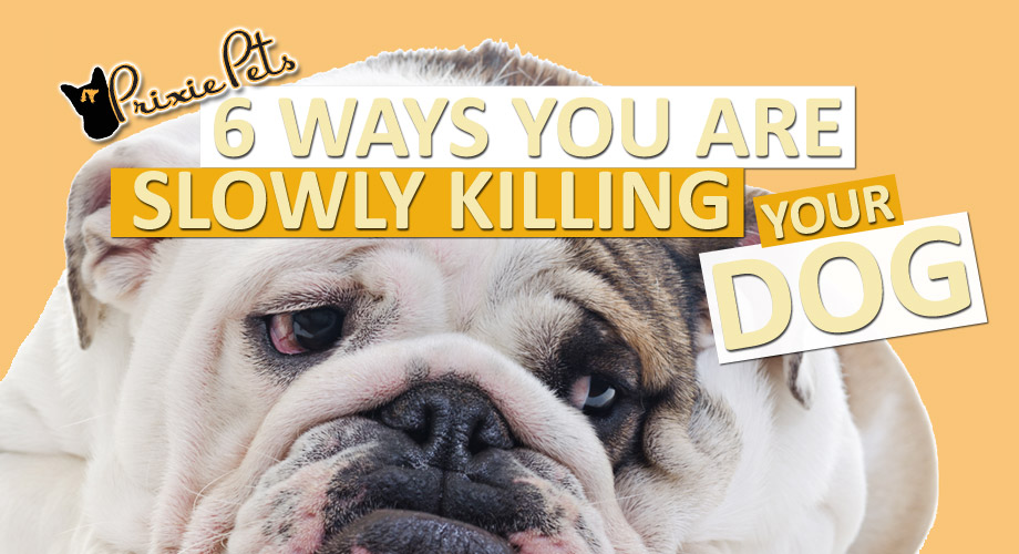 Six Ways You Are Slowly Killing Your Dog