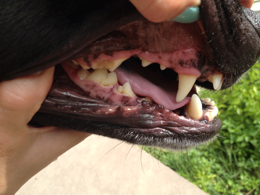 Good Dog Teeth