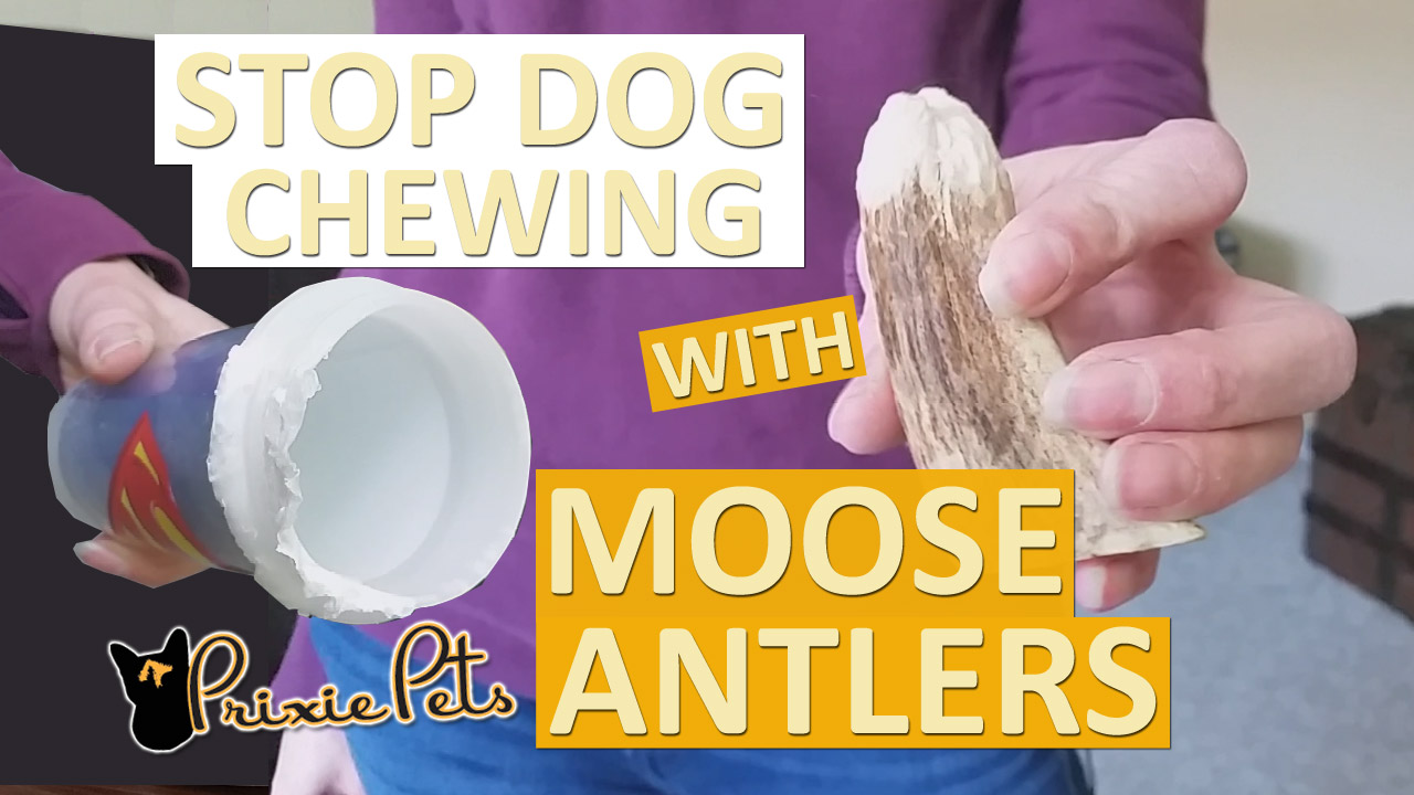 Deter your Dog from Chewing with Moose Antlers
