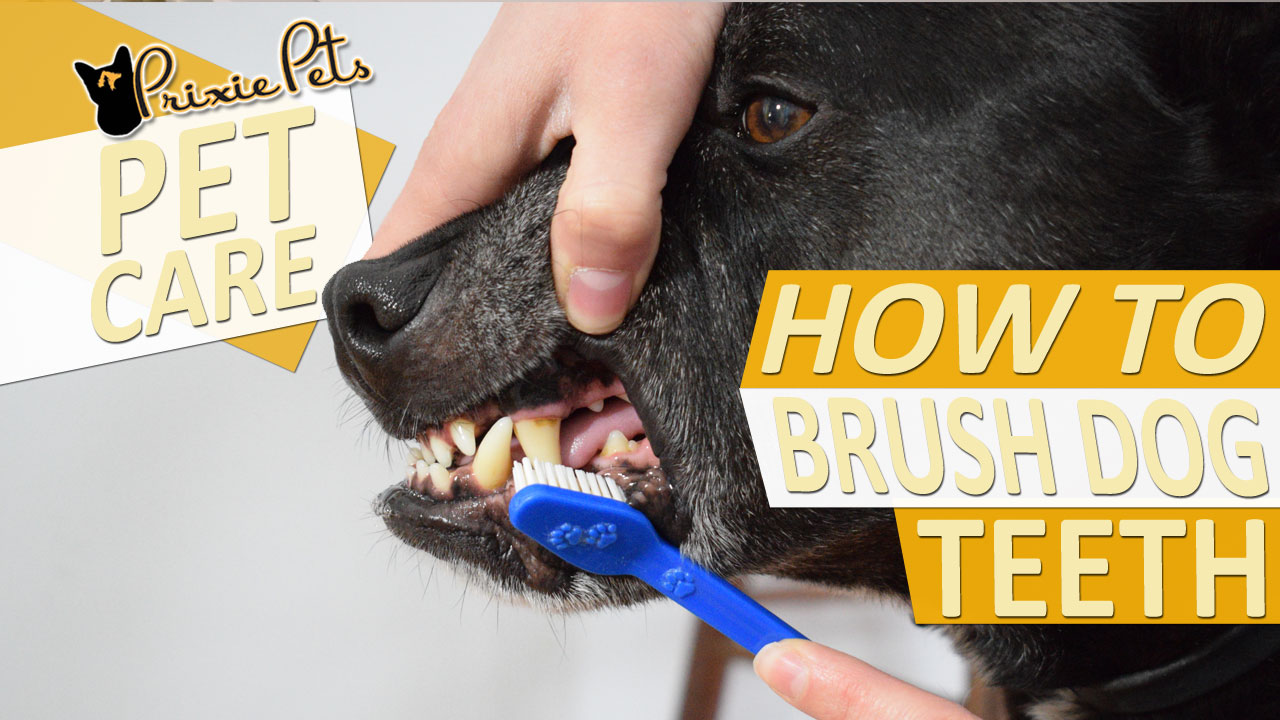 Tips for Brushing your Dog’s Teeth