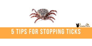 5 Tips for stopping ticks
