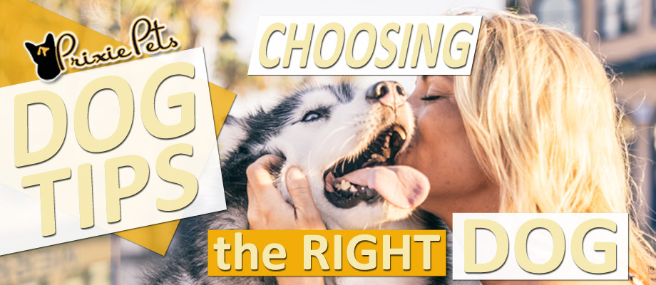 Choosing the Best Dog for You!