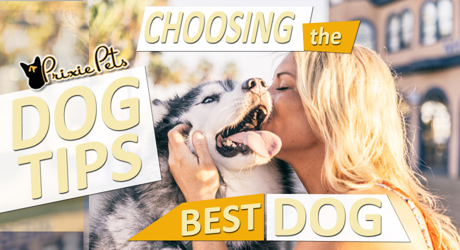 How-to-Choose-Best-Dog