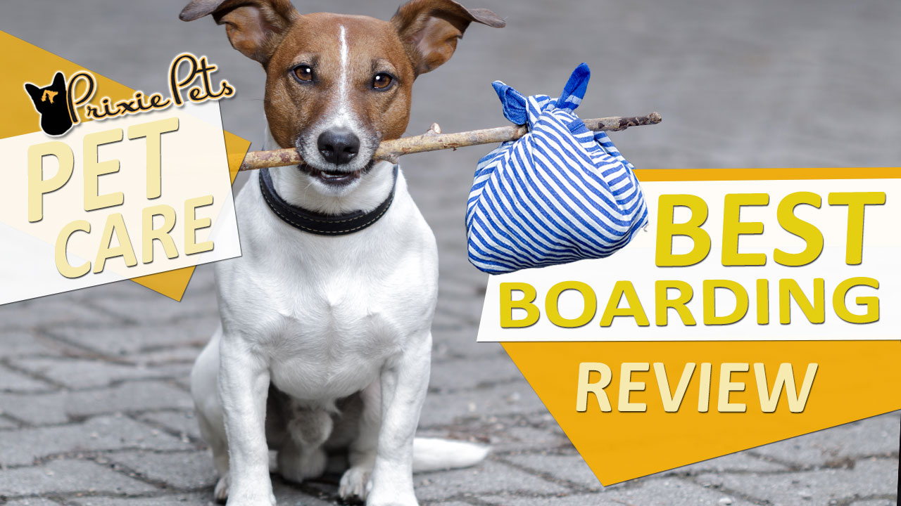 Best Pet Boarding Care