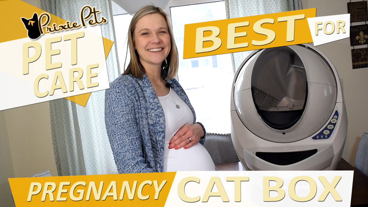 The Best Cat Litter Box for Pregnant Women