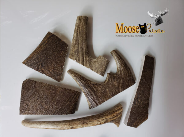 Moose Antler Dog Chews