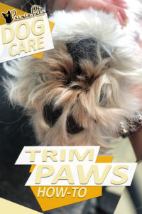 How to Trim Dog Paw Pads