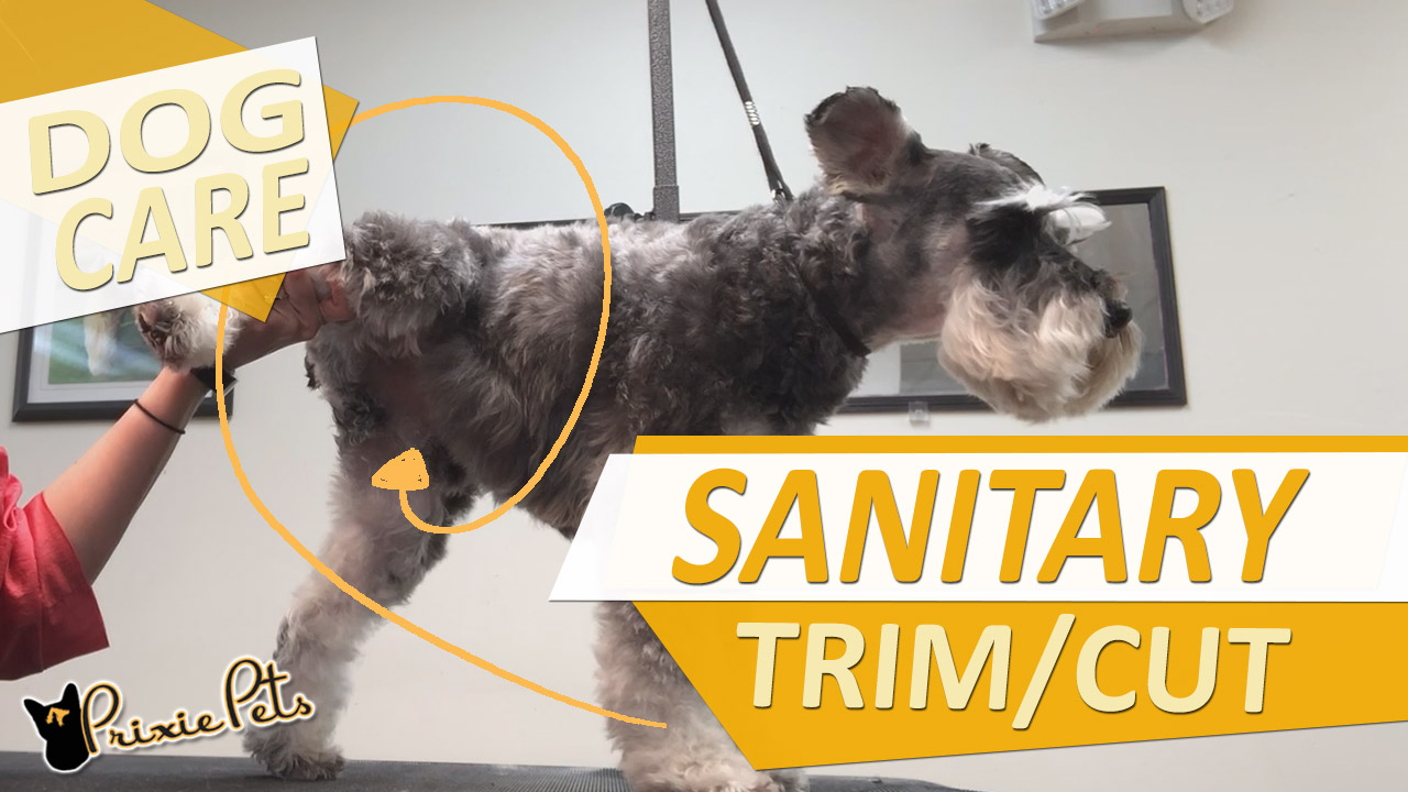 Stop Pee/Poop Sticking to Dog Hair with a Sanitary Trim