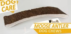 Moose Antler Dog Chews